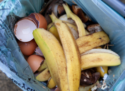 Overhead view of food caddy with banana peel on top.